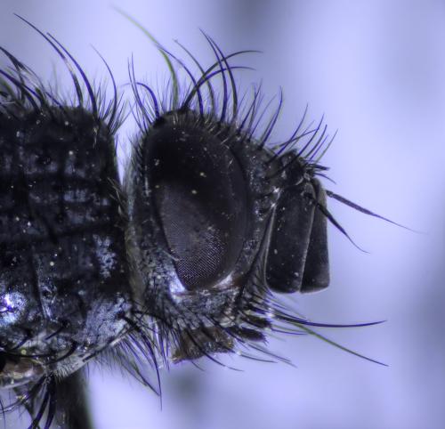 Réf. 316 031 : Phryxe vulgaris